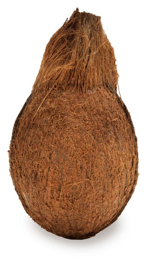 Coconut - Per Unit